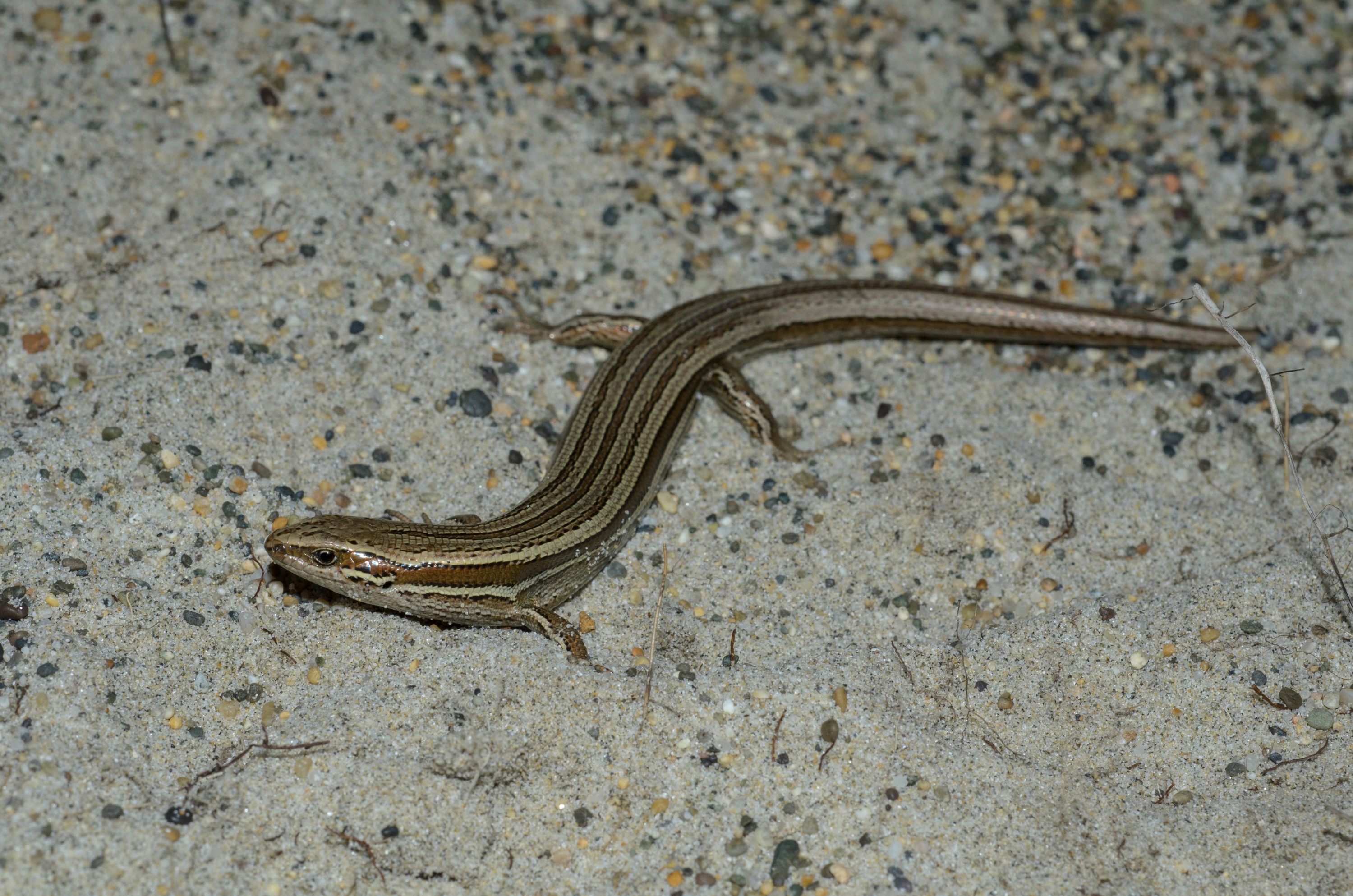 DSC_1878 – Adventure, Bay, Crispin, Island, March 2017, Mason, Mason Bay, National Park, New, New Zealand, Oligosoma polychroma, Rakiura, South, Stewart, Zealand, common skink